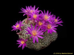 Mammillaria dehertiana 1674